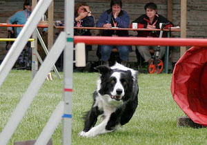 Source: Agility Turnier Rheine, Robert Happek, Flickr Border collie on an agility course, ready to jump over a brightly-colored rail.