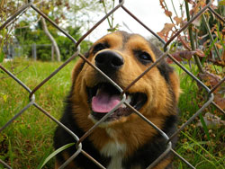 Source: Corgi looking through fence, Daniel Oines, Flickr A brown and black dog looks through the mesh of a chain link fence.