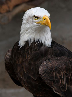 A photograph of an adult Bald Eagle at rest