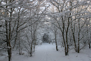 A photograph of a path in snowy woods.The path goes through an archway of trees.