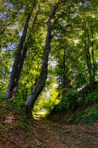 A photograph of a trail in the deep woods
