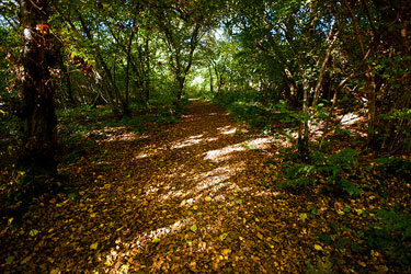 A photograph of a trail in the woods. The path is revealed by patches of sunlight
