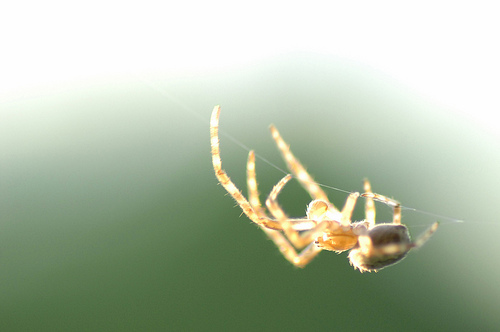 A photograph of a spider on a strand of web.