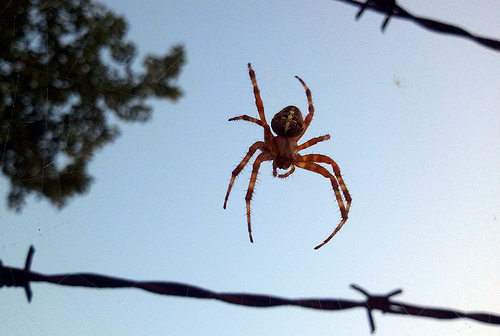 A photograph of a spider suspended on a web spun between strands of a barb wire fence