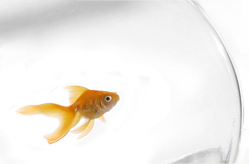 A photograph of a goldfish swimming in a fish bowl.