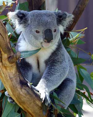 A photograph of a Koala Bear in a tree.