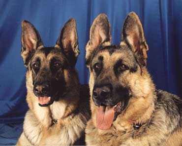 photo of two German Shepherds against a blue background