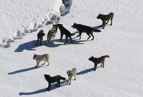 Photo of a pack of wolves on frozen, icy land