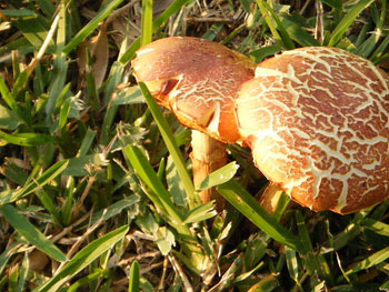 Image of wild mushrooms on grass