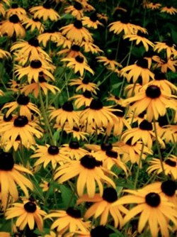 Photo of black-eyed susans.