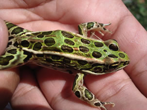 The body of a leopard frog the torso down, resting in someone’s hand.