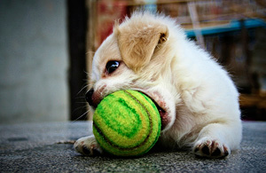 Cute puppy playing with a ball, Image ©2007, PetteriO