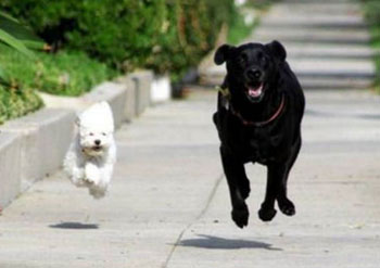 Two dogs running together.