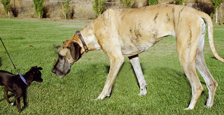 A huge dog and a small dog socializing