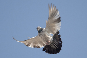 A photograph of a Pigeon flying overhead.