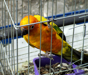 A photograph of a colorful bird in a cage. The bird is grasping the side of the cage with its talons.