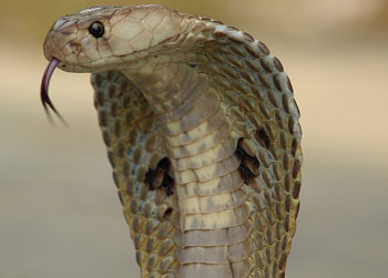 A photograph of an adult cobra with its hood extended. Its tongue is sticking out.