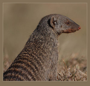A photograph of a Mongoose. It is a small mammal like a ferret or weasel.