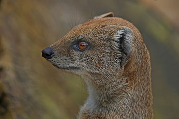 A photograph of an adult Mongoose. It is a profile of the animal’s head.