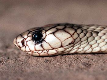A photograph of the head of an adult Egyptian Cobra.