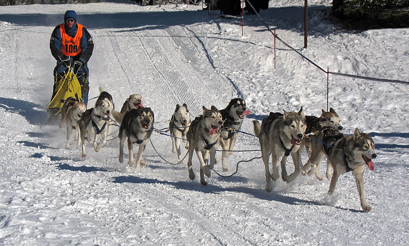 11 siberian huskies pulling a man in an orange vest on a dogsled