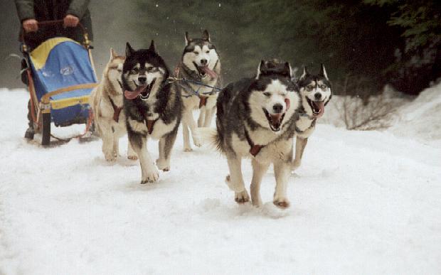 siberian huskies pulling a dogsled
