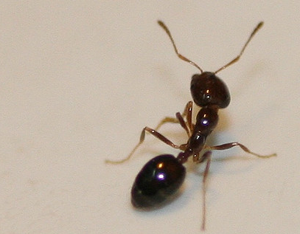 image of ant crawling up someone’s leg