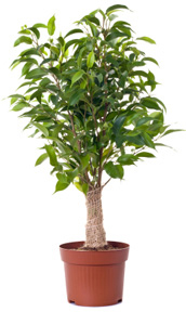 image a large potted plant