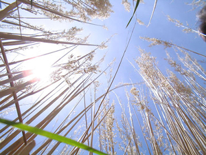  A photograph of wheat shot from below looking up through the wheat stalks