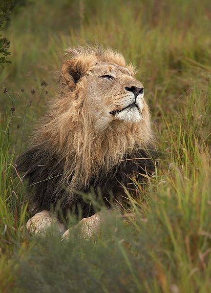 a-photograph-of-a-male-lion-looking-up-at-the-sky