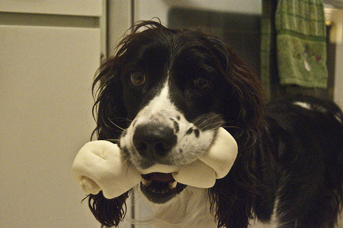 A photograph of a dog with a bone in its mouth