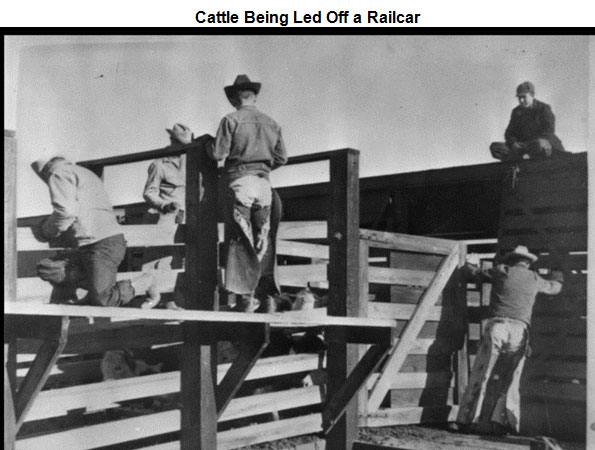 Image of men unloading cattle from a rail car