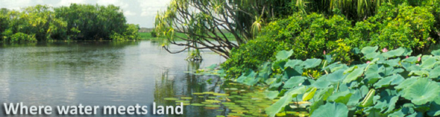 Image of a wetland area that is surrounded by various types of vegetation. 