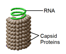 Three different shapes of viruses are shown with structures labels. The viruses all have either DNA or RNA and a capsid labeld. 