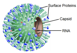 virus diagram labeled capsid