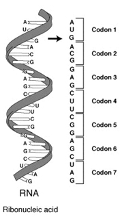 strand of RNA