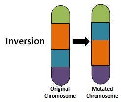 chromosomal mutation examples