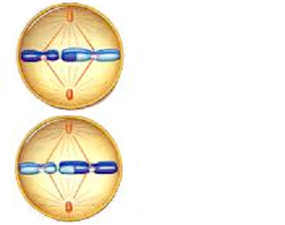 Drawing of an animal cell in metaphase 2.