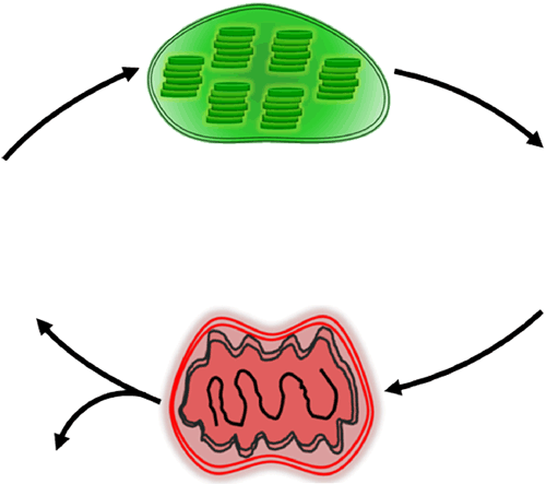 drag-and-drop-activity