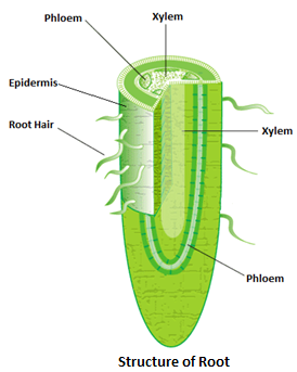phloem and xylem in celery