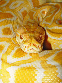 Image of Burmese Python