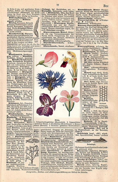 A page from a German dictionary. Much of the page is the soft tan color of old books, but a center panel illustration of flowers is a bright counterpoint to the dull background.
