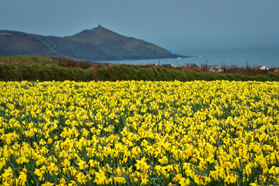 A photograph of a daffodil covered field in Cornwall, England. The field is near the sea with coastal hills in the background.