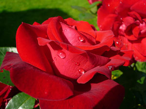 A photograph of a rose in full bloom