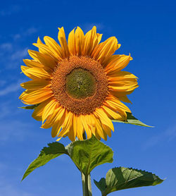 Sunflower (Sunfola variety) against a blue sky. Taken in Victoria, Australia.