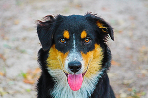  A photograph of a dog looking straight at the camera