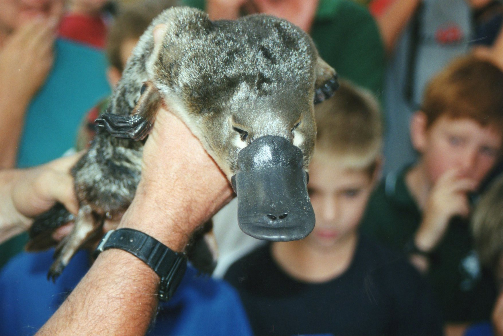 A photograph of an animal handler with a live Platypus