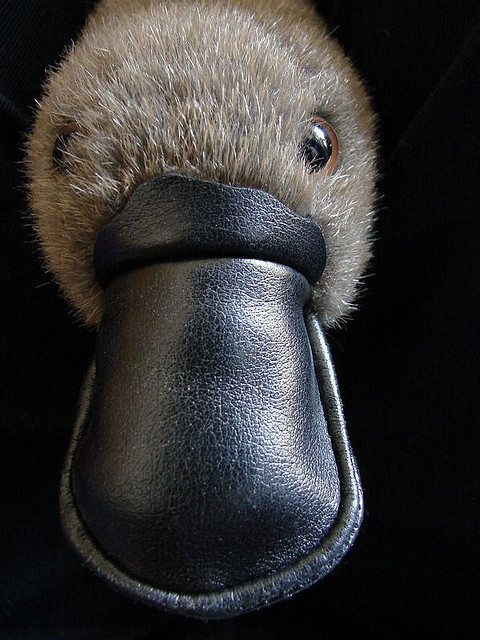 A photograph of a toy Platypus showing just the head: eyes and the bill