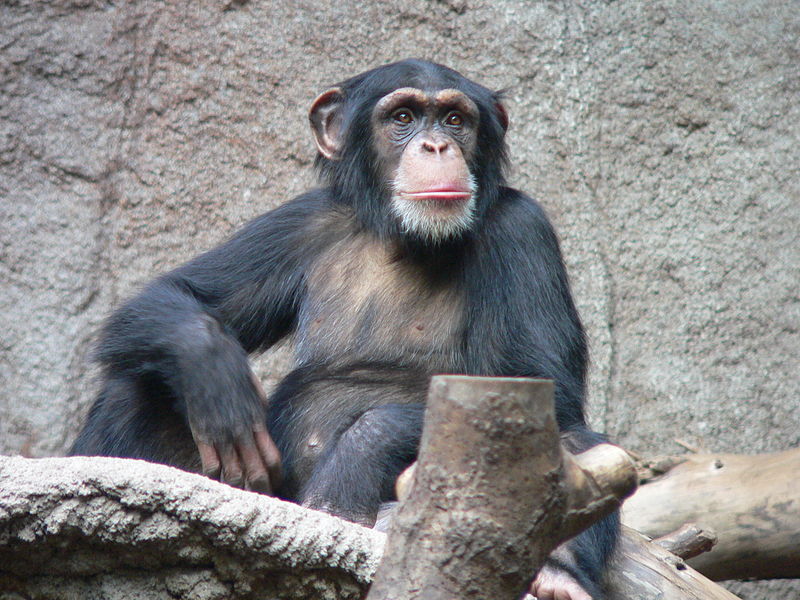 A photograph of a chimpanzee in the Leipzig Zoo