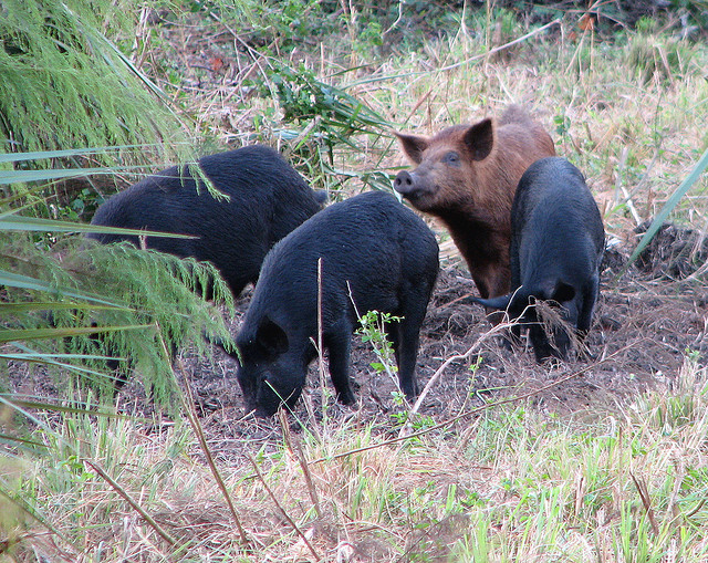 A photograph of feral hogs on a trail